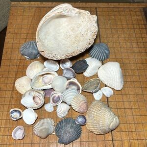 Large Heavy Clam Shell w Natural Variety Beach Bath Seashell Mix 22.8oz